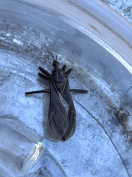 Top of dead frozen beetle
