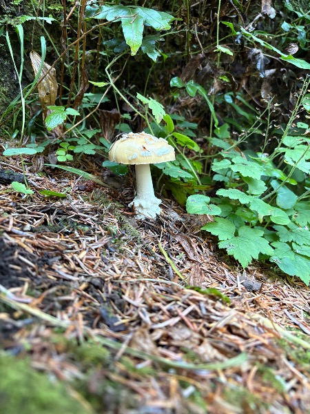 Possible death cap mushroom on the Cape Lookout Trail