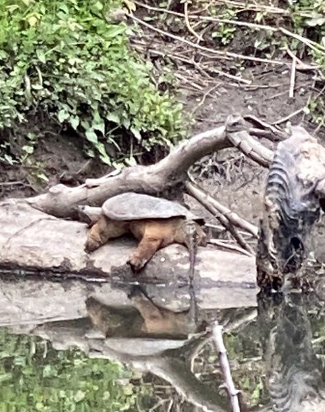 Snapping Turtle