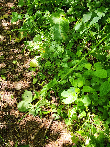 stand amongst native foliage