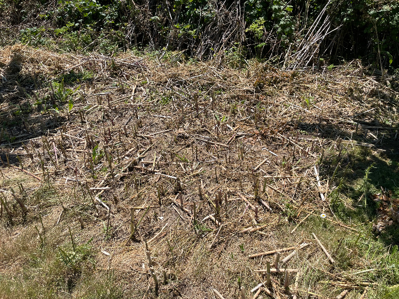 An area of the plant that was simply mowed over (most stems are regrowing)