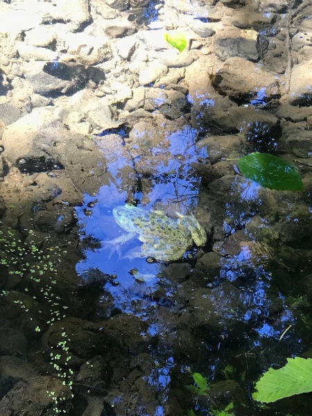 Bullfrog in Springbrook Creek bel Iron Mtn Boulevard 2017_08_17