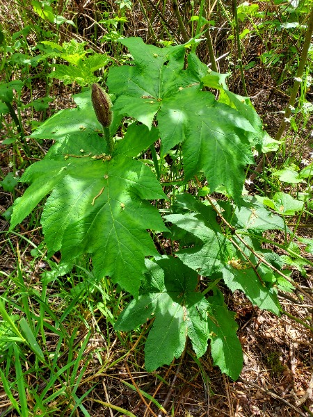 Plant leaf