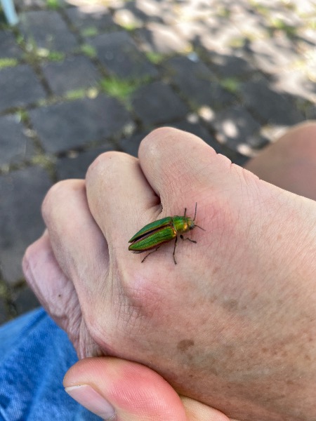 Is this EAB ?