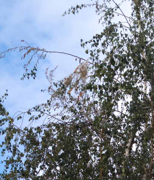possible gypsy moth in birch tree