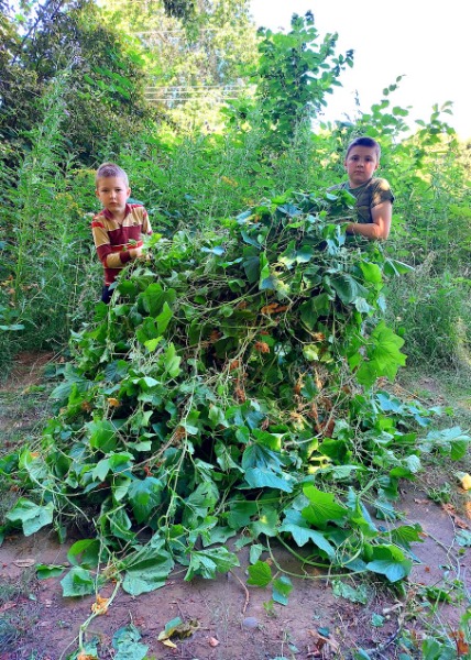 The huge pile of kudzu we cleared this morning.