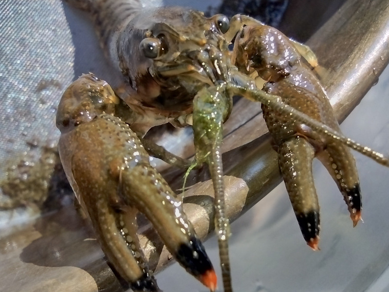 Live ringed crayfish subsequently collected and preserved in alcohol.