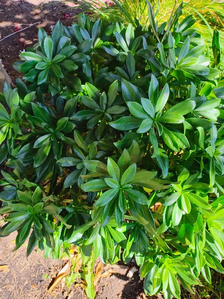 This picture is taken from above and shows the leaf formation.