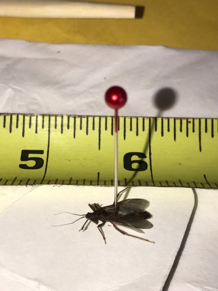 Our mystery bug looks more like a protracta, but closer in size to the recurva.