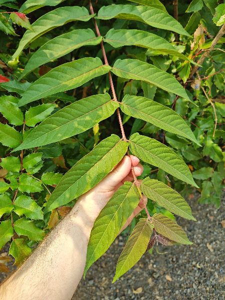 Leaves