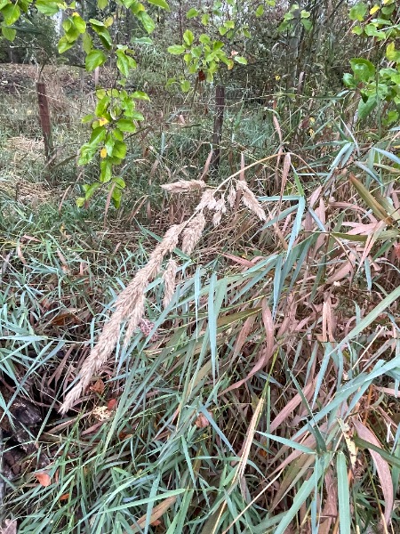 Mystery grass plume