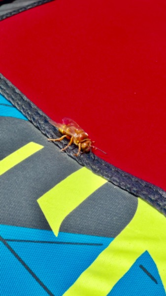 We think this is a murder hornet