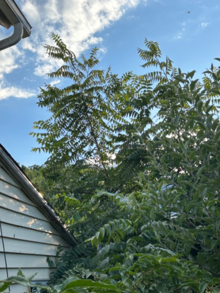 immediately avbove the roof line are the tree of heaven branches - on my neighbor’s side of the fence