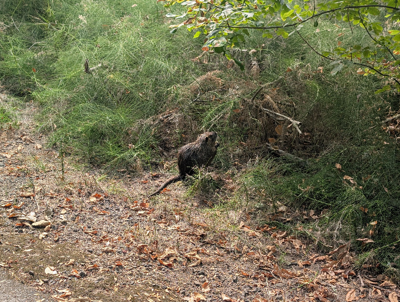 nutria