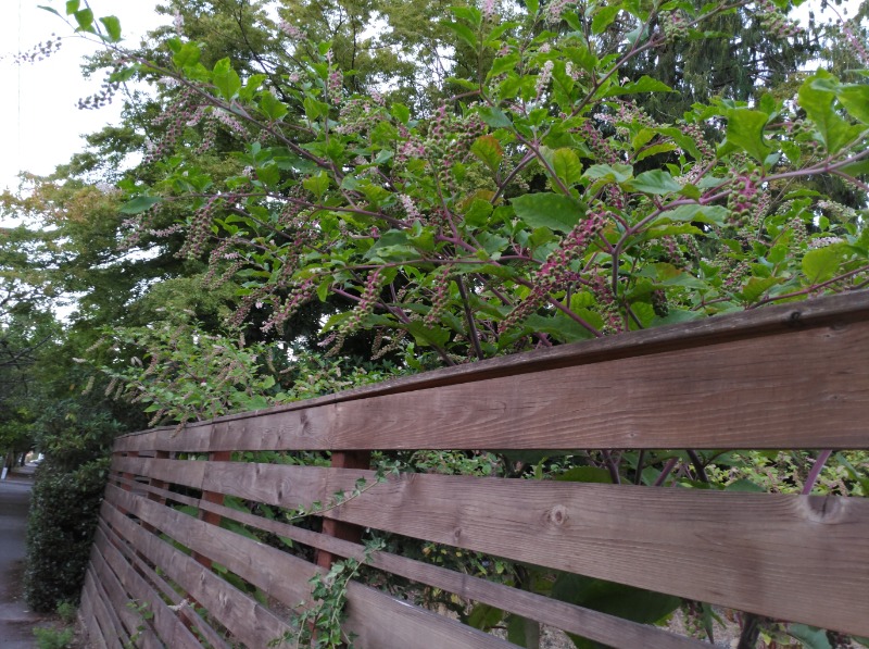 Large pokeweed shrub hanging over fence