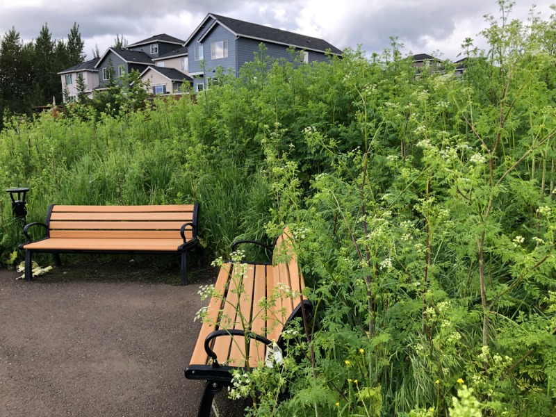 Poison Hemlock growing over benches along public path