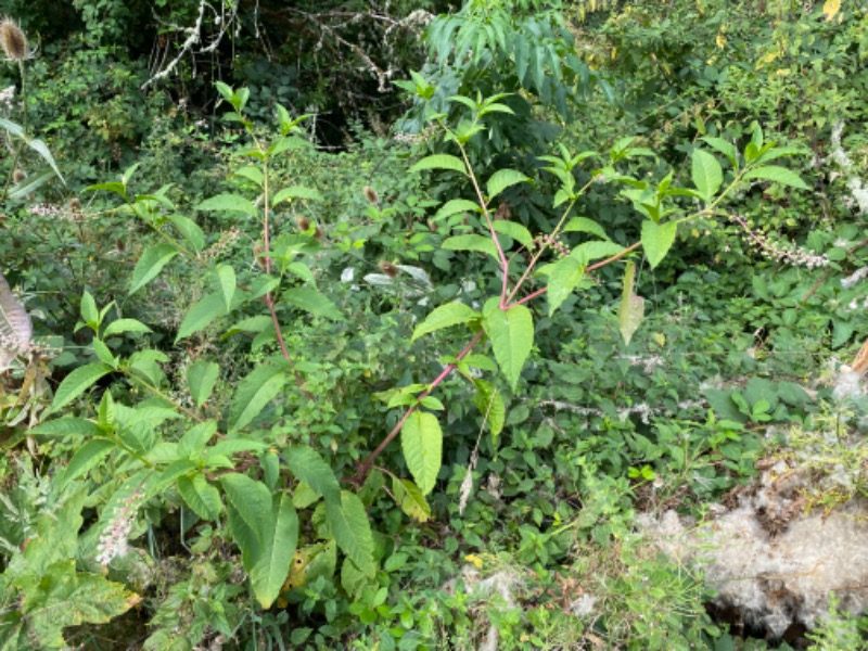 Pokeweed at pisgah