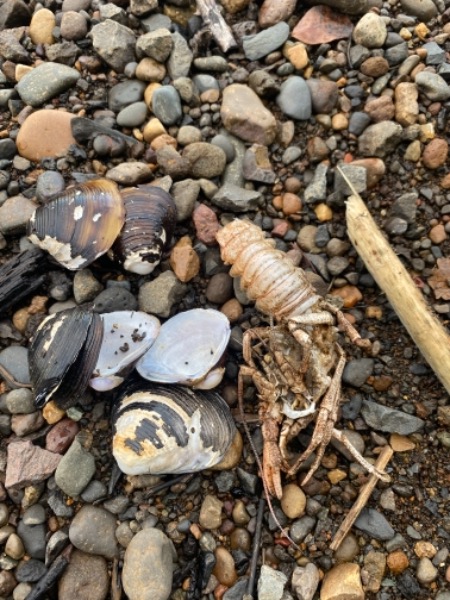 Various discarded shells and cray fish