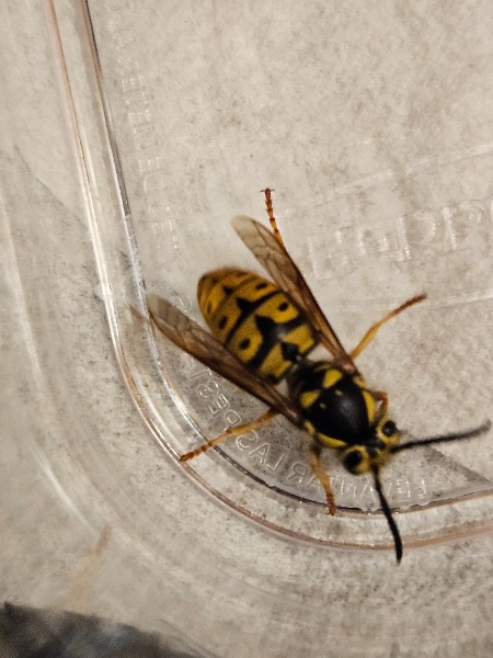 Size about 0.75 inches