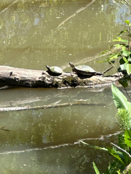 Small and large turtle together