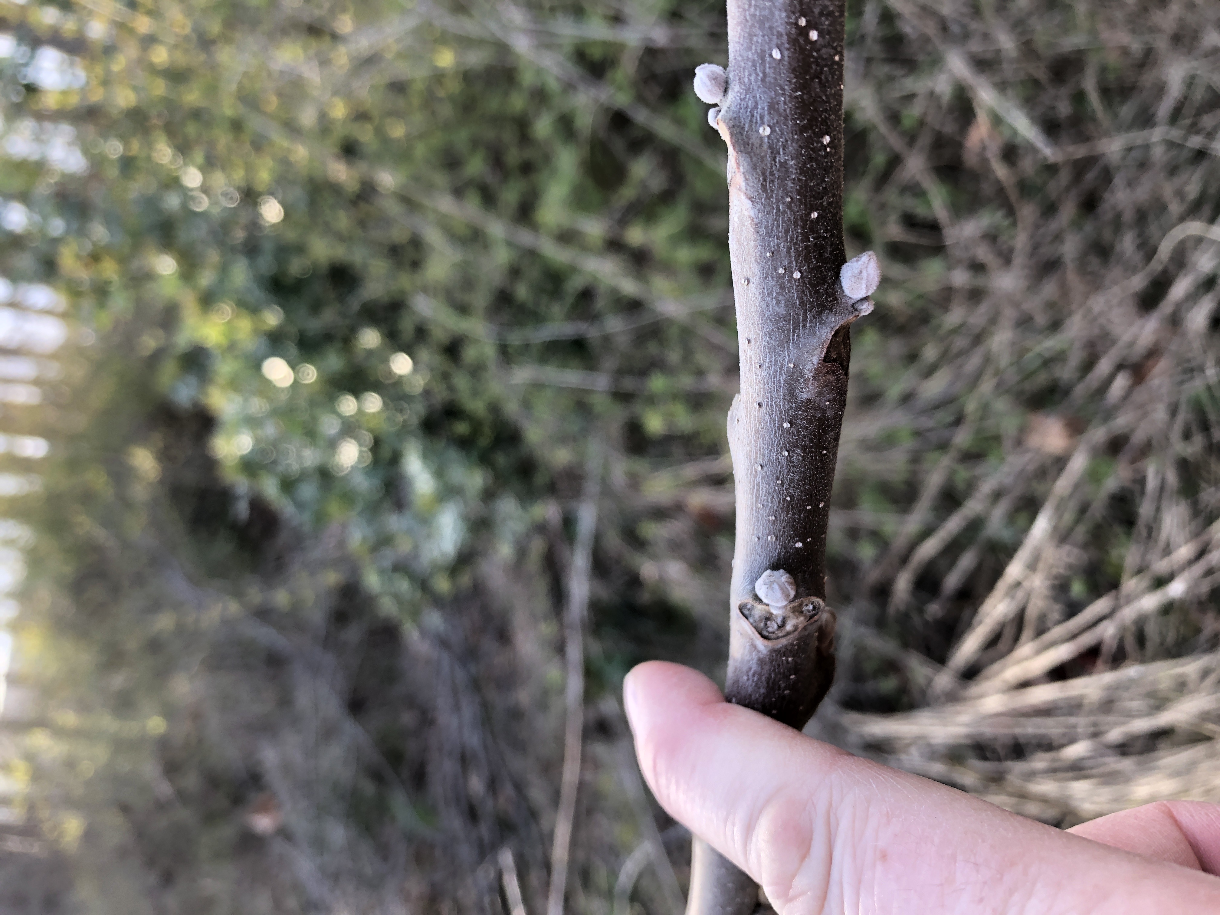 Leaf buds