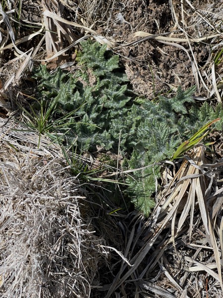 Scotch or Canada Thistle