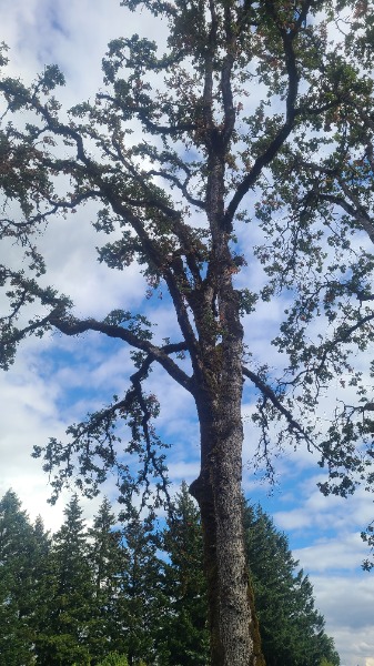 stressed canopy