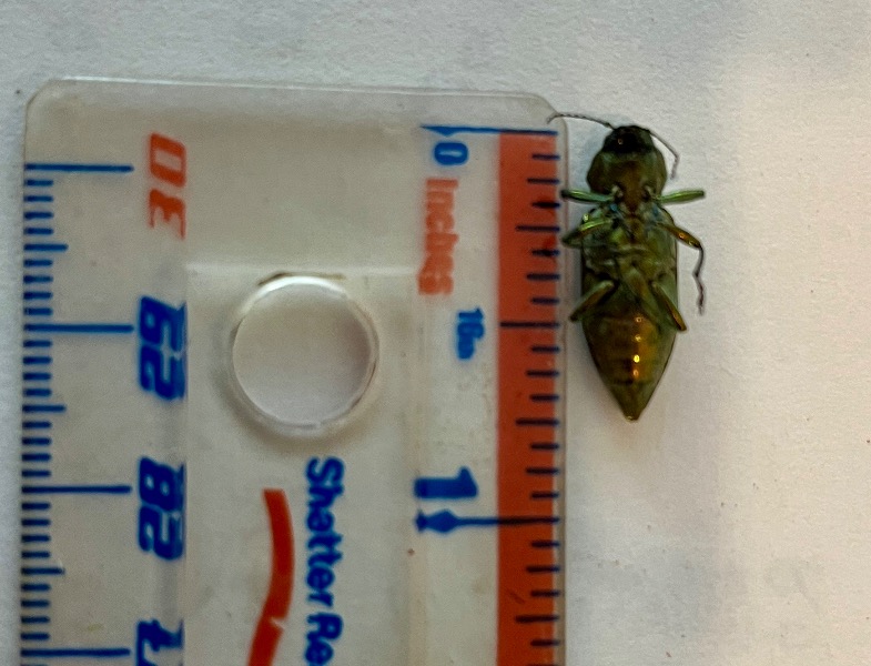 Underside of specimen with ruler.