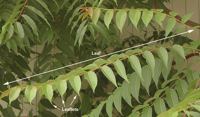 Ailanthus altissima leaves